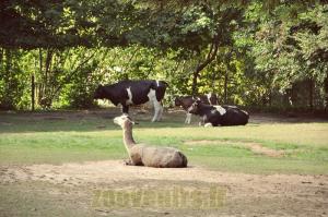 Vache Pie noire bretonne