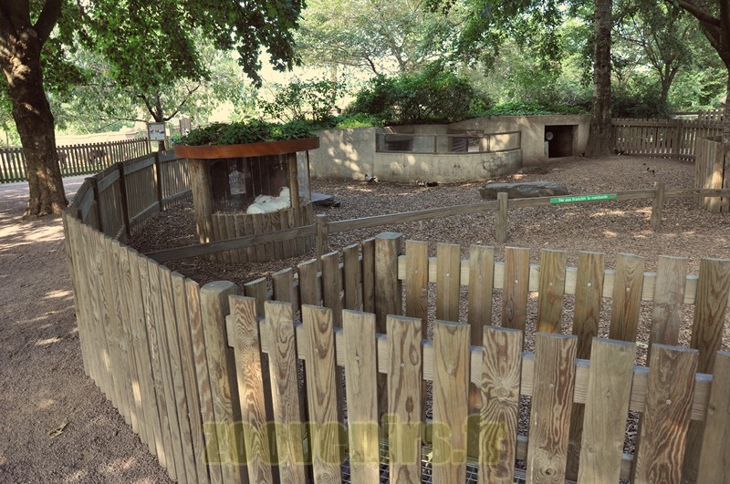 Lapin - Cobaye - 2013