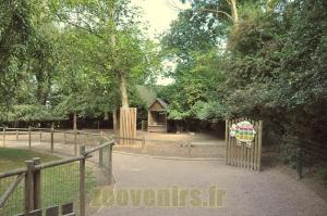 Mouton  d' Ouessant