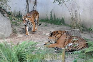 Tigre  de Sumatra