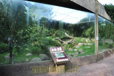 Panthère de Perse - 2013