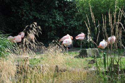 Flamant du Chili - 2013