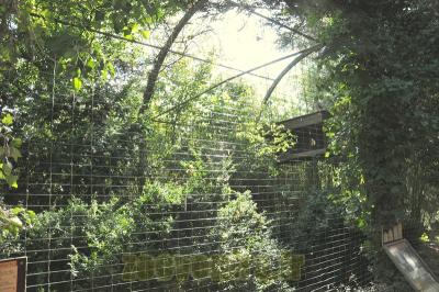 Héron garde-bœuf - 2013