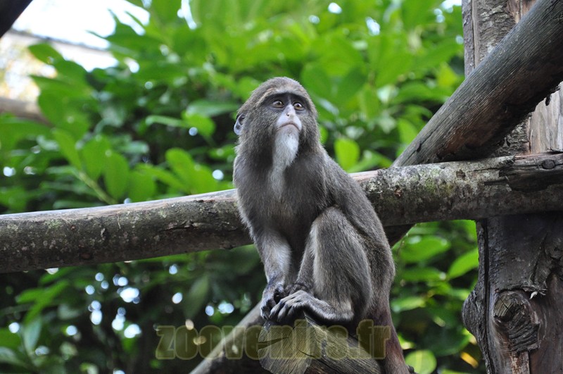 Cercopithéque de Brazza