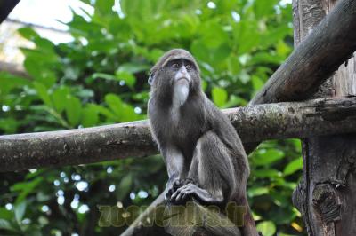 Cercopithéque de Brazza - 2013