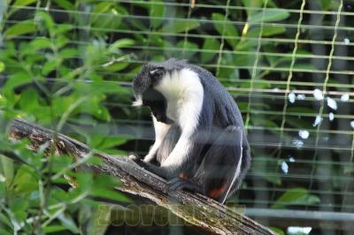 Cercopithéque Diane - 2013