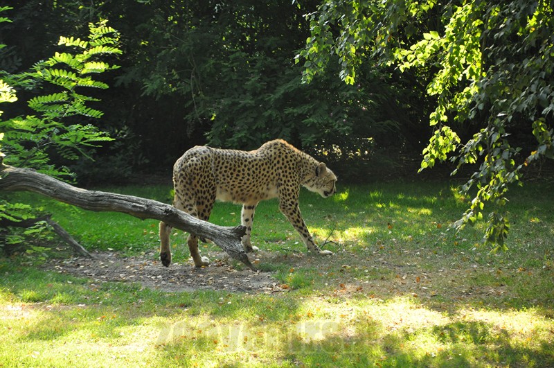 Guépard 