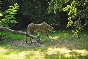 Guépard 