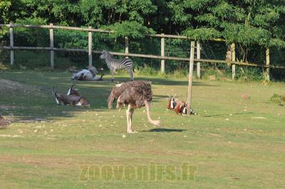 Plaine africaine - 2013