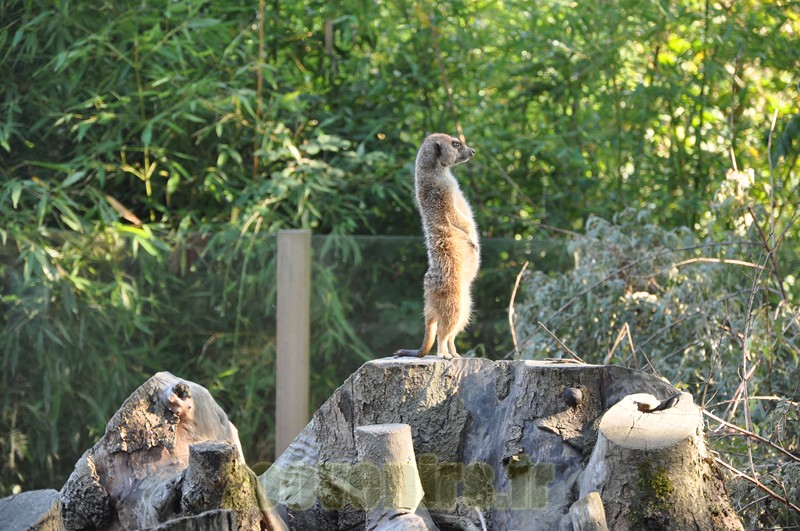 Suricate - 2013