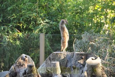 Suricate - 2013