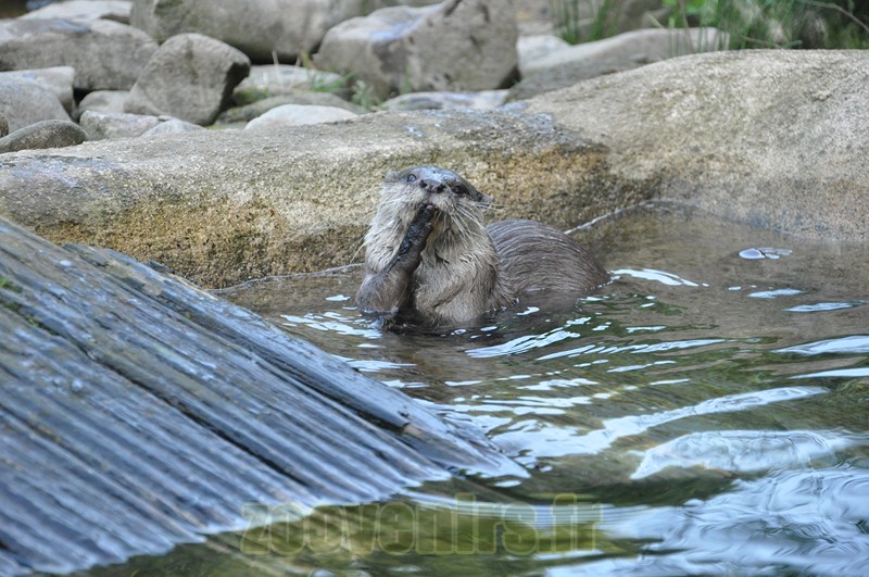 Loutre d'Asie