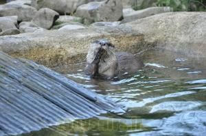 Loutre d'Asie