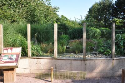 Loutre d'Asie - 2013