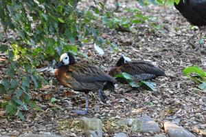Dendrocygne veuf