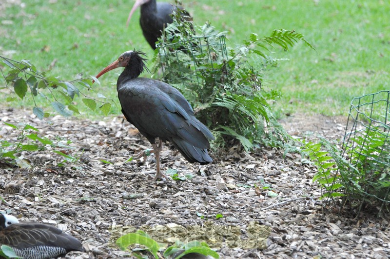 Ibis chauve