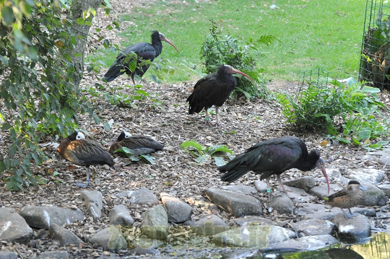 Ibis chauve