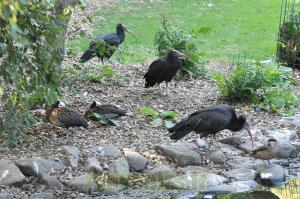 Ibis chauve