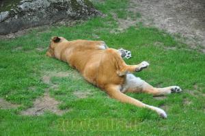 Lion