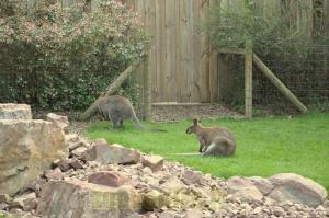 Wallaby de Bennett 