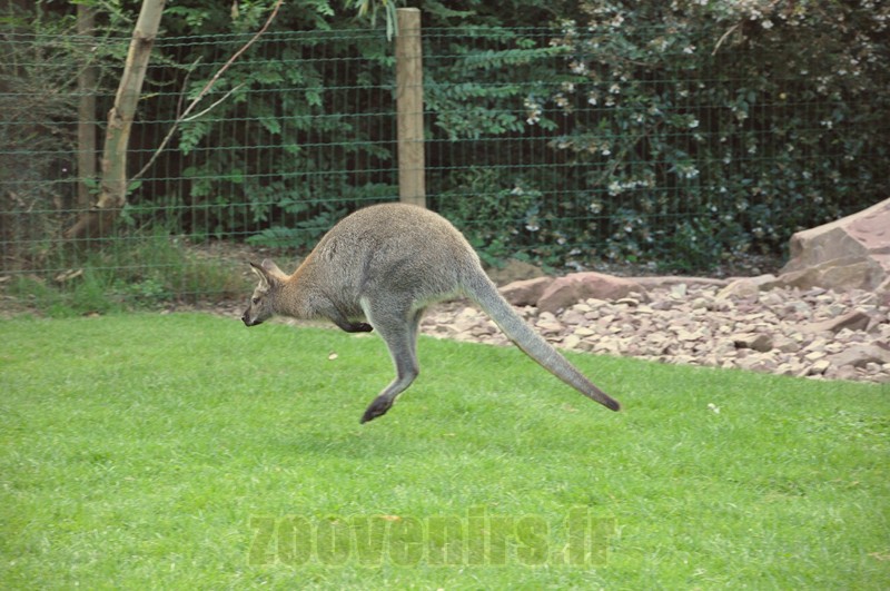 Wallaby de Bennett 