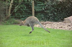 Wallaby de Bennett 
