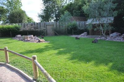 Wallaby de Bennett - 2013