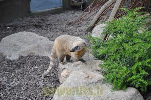 Coati à queue annelée