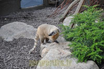 Coati à queue annelée - 2013