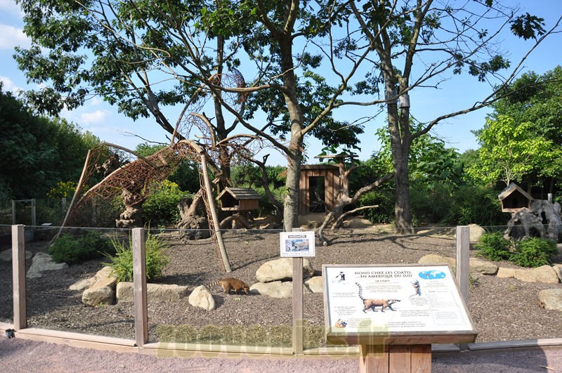 Coati à queue annelée