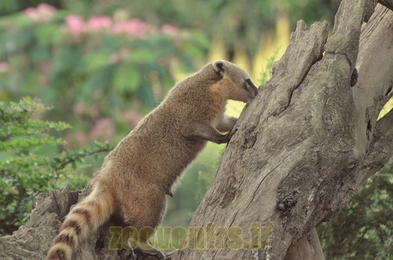 Coati à queue annelée