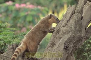 Coati à queue annelée