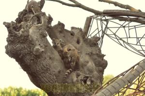 Coati à queue annelée