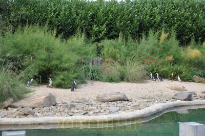 Manchot du Cap - 2013