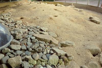 Chien de prairie - 2013