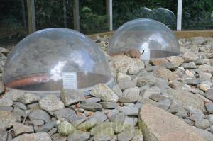 Bulles de vision souterraine 