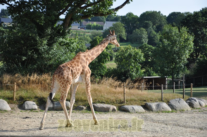 Girafe d'Afrique de l'Ouest  