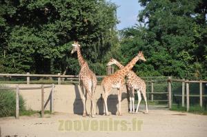 Girafe d'Afrique de l'Ouest 