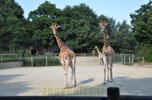 Girafe d'Afrique de l'Ouest 