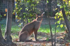 Caracal
