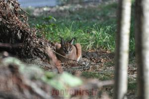 Caracal