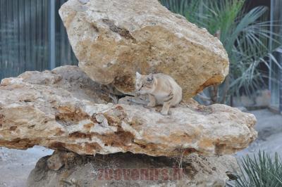 Chat des sables - 2012