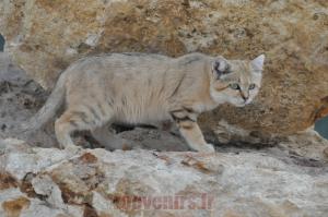 Chat des sables