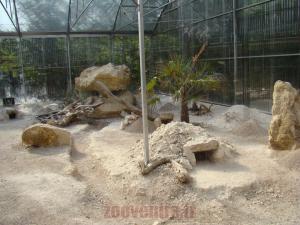 Chat des sables