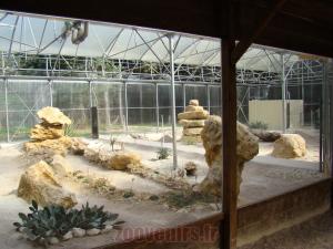 Chat des sables
