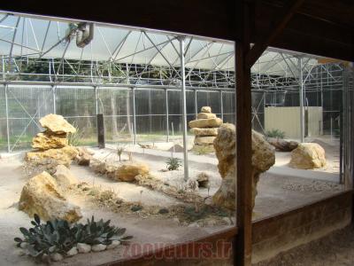 Chat des sables - 2012