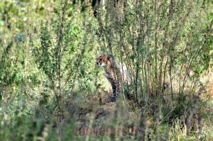 Guépard
