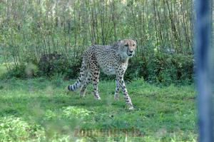 Guépard