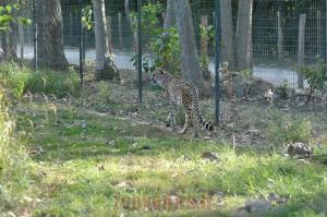 Guépard