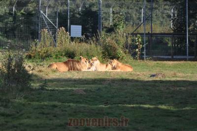 Lion d'Afrique de l'Est - 2012